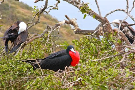 MONTAÑITA | TOUR ISLA DE LA PLATA | WHALE WATCHING | ECUADOR ...