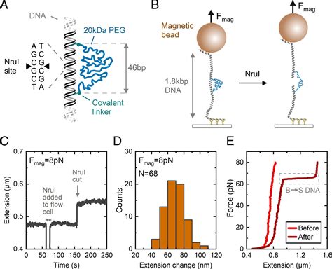 Single Molecule Force Spectroscopy Reveals Binding And Bridging