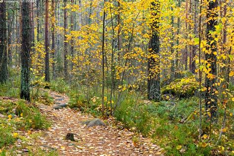 Kuva Syksyinen metsäpolku Keski Suomi havupuut kivet lehdet lokakuu