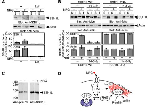 Figure From A Pathway Of Neuregulin Induced Activation Of Cofilin