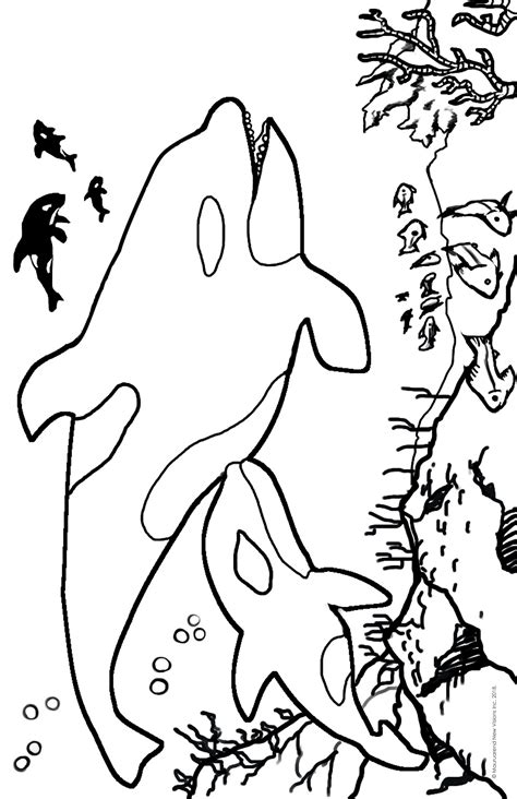 Orca Whale Coloring Pages