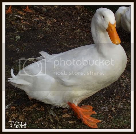 How Often Do Pekin Ducks Lay Eggs Backyard Chickens Learn How To