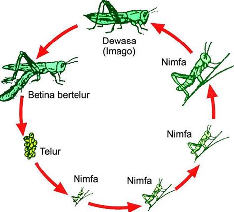 Metamorfosis Tidak Sempurna Pada Belalang, Kecoa Dan Capung - Materi ...