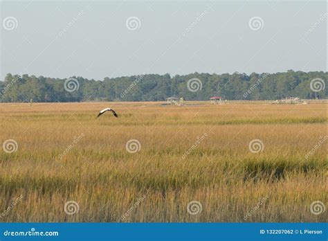 Birds of All Kinds Can Be Spotted Fishing in the Low Country Marshes ...