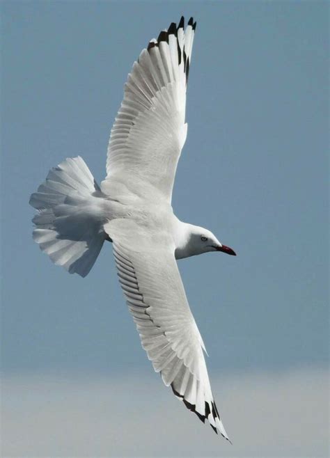 Pin By Wolfgang Wiethoff On Sylt Tips Sea Birds Coastal Birds