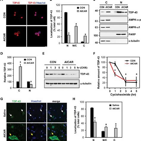 Activation Of Ampk A Mediates The Mislocalization Of Tdp A And