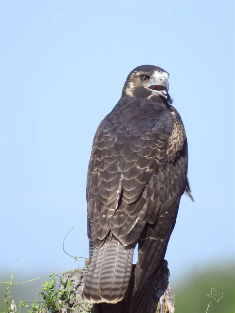 White Tailed Hawk From Kleberg County TX USA On August 11 2023 At 04