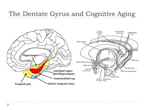 Ppt Mechanisms Of Age Related Cognitive Change And Targets For