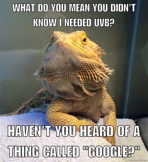 UVB - get it! Bearded Dragon Funny, Bearded Dragon Diet, Cute Reptiles, Reptiles And Amphibians ...