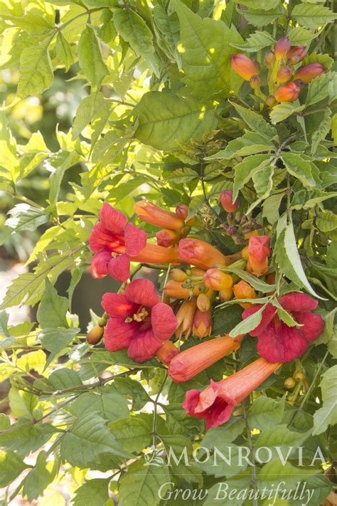 Trumpet Vine Balboa Sunset®