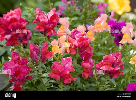 Antirrhinum Majus Snapdragons Growing In The Border Stock Photo Alamy