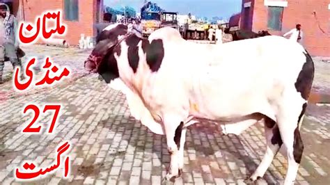 Multan Cow Mandi Qurbani Ablk Nukre Gulabi Bachre Global