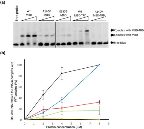 Electrophoretic Mobility Shift Assay A The Electrophoretic Mobility