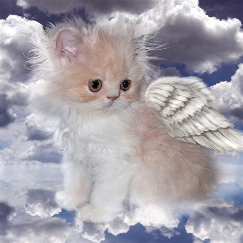 Кот с крыльями - фото и картинки: 66 штук
