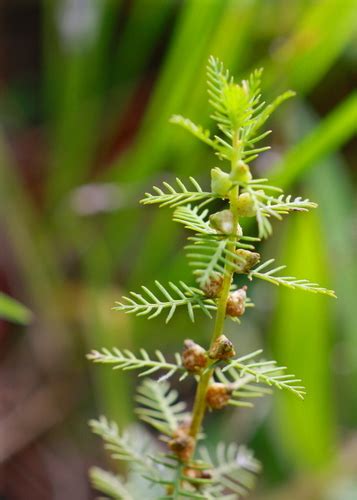 Combleaf Mermaidweed Submerged And Floating Aquatic Plants Of Louisiana · Inaturalist