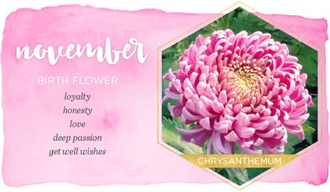 November Birth Flower Images