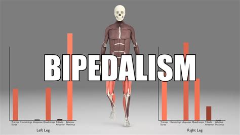 What is Bipedalism? - YouTube