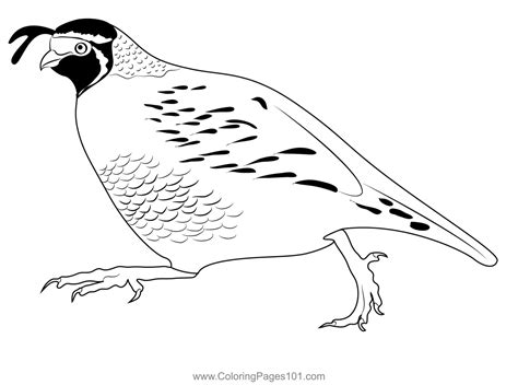 California Quail Run Coloring Page For Kids Free Quails Printable