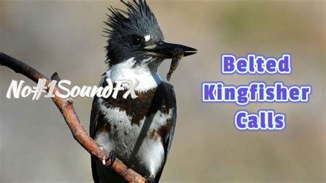 Belted Kingfisher Calls Sound Effects For Youtube Videos No