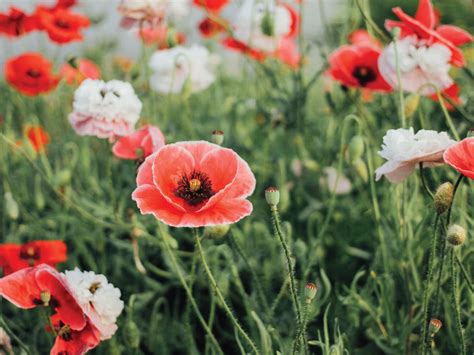 Poppy Seeds – Plantgem