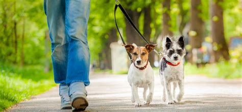 Garde Danimaux Faites Garder Vos Animaux De Compagnie