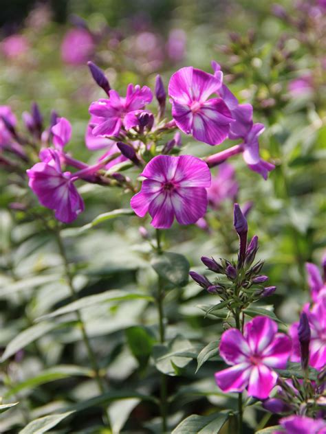 Garden Phlox - Jeffries Nurseries