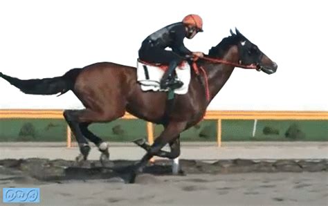 馬ちゃんのページ 馬 動物 動物解剖学