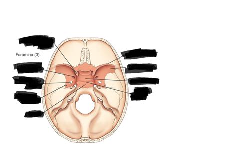 Sphenoid Bone Superior View Diagram Quizlet