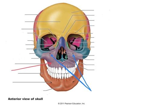 Bio Exam One Axial Skeleton Facial Bones Flashcards Quizlet