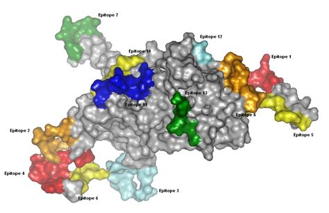 Epitope Mapping