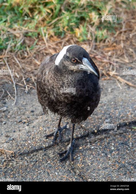 Australian Magpie, Bird Stock Photo - Alamy