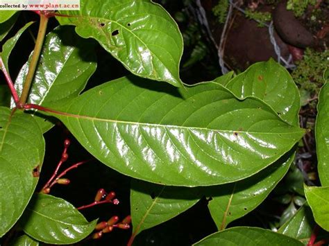 长隔木Hamelia patens Jacq Zorrillo Colorado 植物图片库 植物通