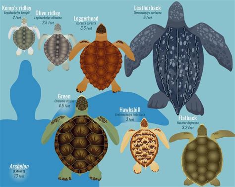 What is the Largest Sea Turtle? A Sea Turtle Size Comparison Chart ...