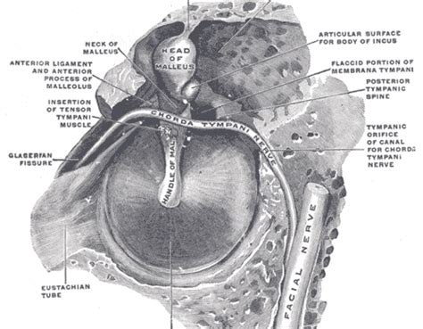 chorda tympani - Medical Exam Prep