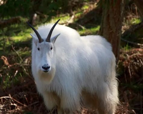 Mountain Goat | Mammals Wiki | Fandom