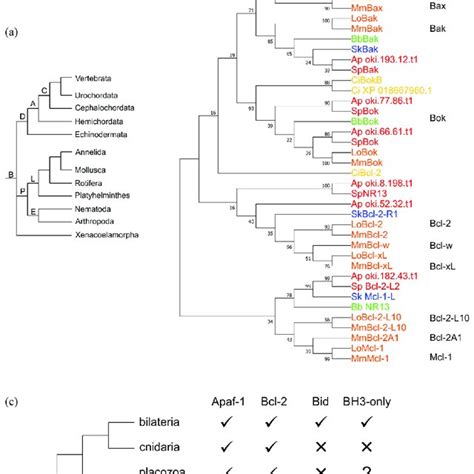 Simplified Consensus Phylogeny Of Bilaterians A Current Bilaterian