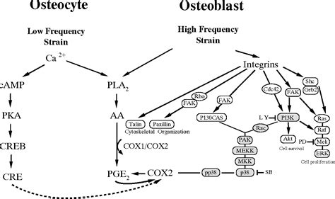 Figure 1 from The role of calcium channels in osteocyte function ...