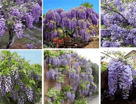 5 Dark Purple Chinese Wisteria Seeds Seed World