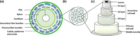 Hemp Fibre Structure A Cross Section Of Hemp Fibre Stem B Hemp Download Scientific