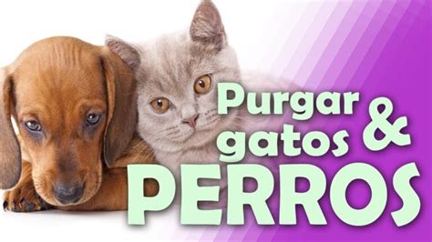 Vacunación y desparasitación en el British Shorthair Cuidados