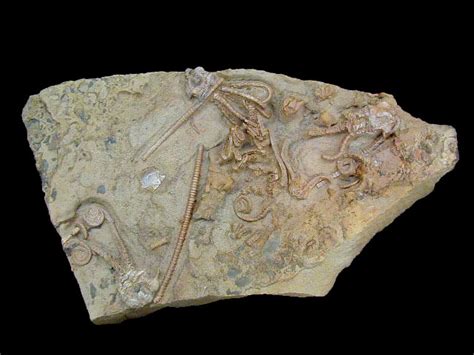 Jimbacrinus Bostocki Crinooid Echinoderm Fossils719 Old — Crystal