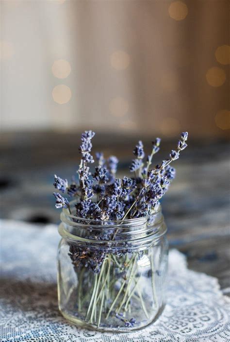 Lavender Seeds – Plantflix