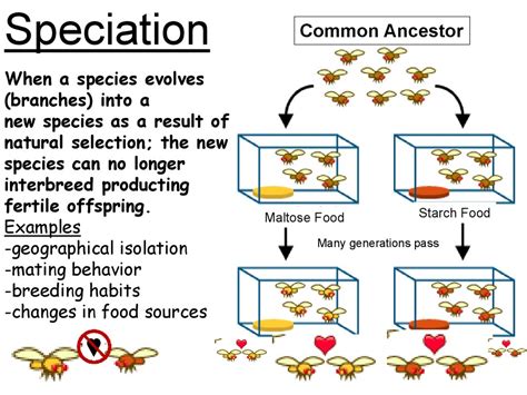 Evolution I Antibiotic Resistance Online Presentation