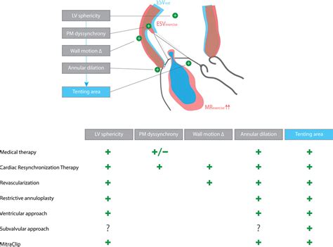 Exercise Dynamics In Secondary Mitral Regurgitation Pathophysiology