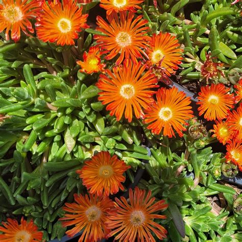 Delosperma Ocean Sunset™ Orange Vibe Ppaf 1 Evergreen Nursery Inc