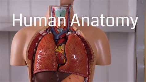 Basic Human Anatomy for Beginners - YouTube