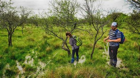 Bosques nativos reciben proyectos de preservación