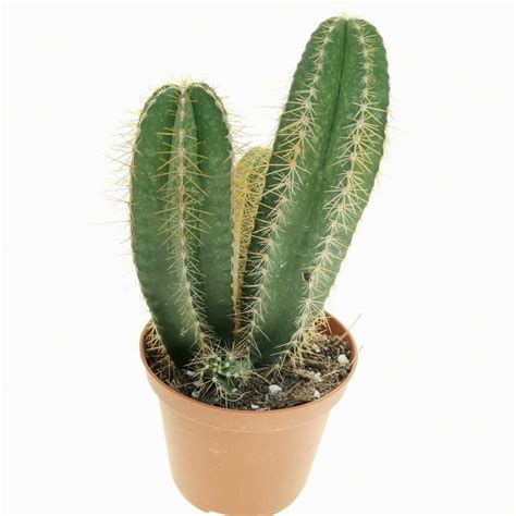 Isolatocereus Dumortieri 10 Cm Cactaceae Giromagi Vendita Piante