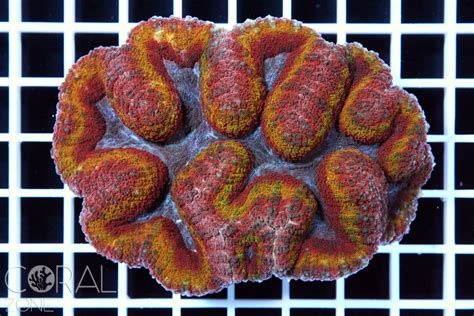 Symphyllia Sp Special Rainbow Coral Zone