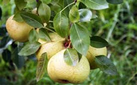 Orient Pear 5 Gallon Fruit Pear Trees Gardener Direct